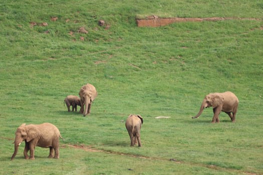 great beautiful wild animal elephants huge tusks