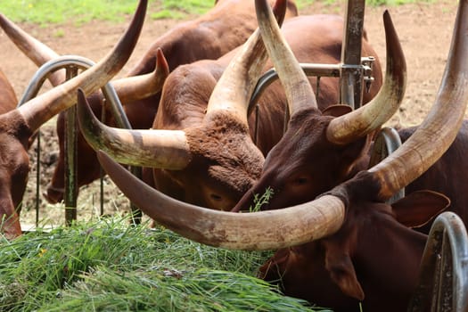 beautiful safari zoo wild animals nature conservation natural balance