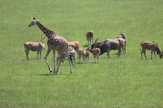 beautiful nature park full of animals of all kinds