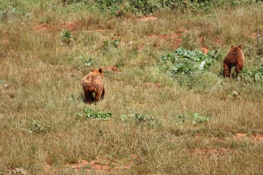 beautiful big wild brown bear dangerous Spanish claws