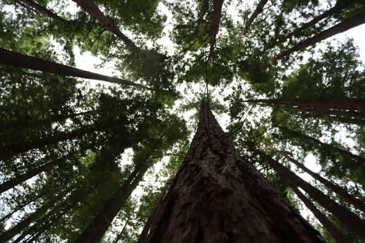 beautiful redwood forest giant trees huge fat tall wood