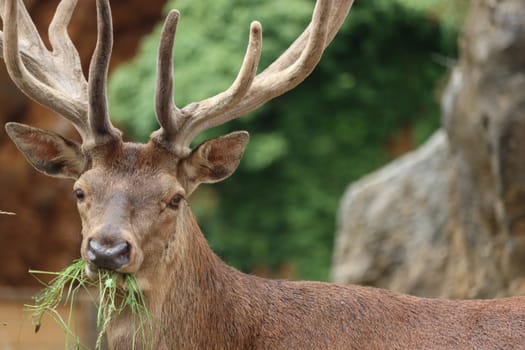 beautiful deer wild antler freedom fear danger