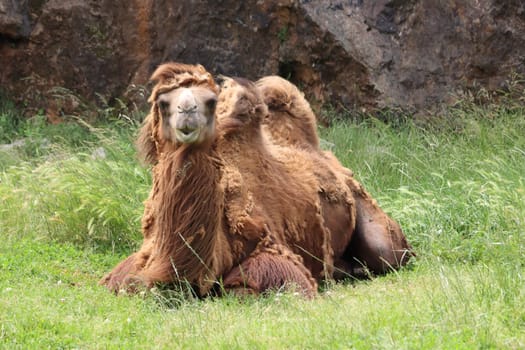 beautiful camel great animal with special desert hump