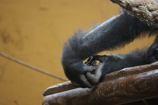 beautiful gorilla hands silver back wild and dangerous animal
