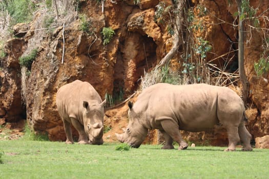 beautiful wild horn rhino dangerous wild horn huge fast heavy