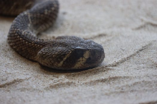 beautiful dangerous snake silent stealth reptile venom