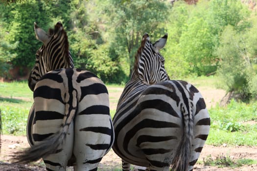 beautiful zebras wild animals herbivores fast stripes