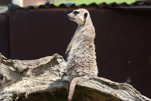 beautiful watchful watchful watching ledge safari wild animal zoo