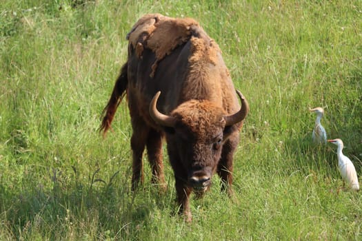 beautiful big bison dangerous horns herbivorous zoo safari animal