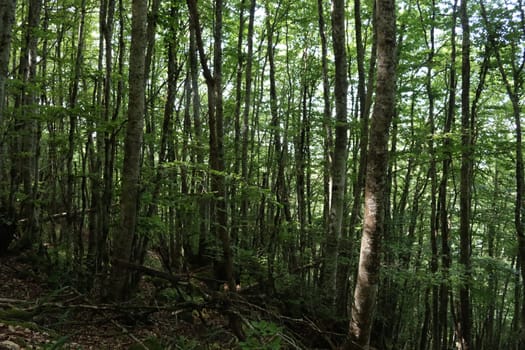 beautiful forest bean trees nature shade green leaves