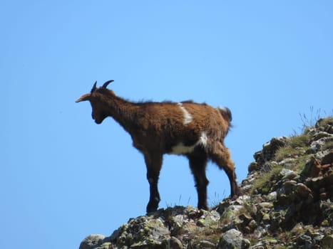 beautiful restless animal goat brave crazy funny natural