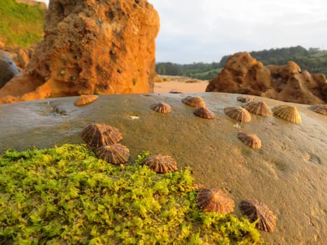 beautiful shells clinging to the rocks fish food