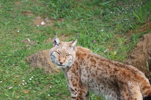 beautiful big cat lynx wild freedom fear danger extinction