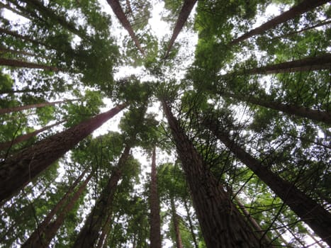 beautiful redwood forest giant trees huge fat tall wood