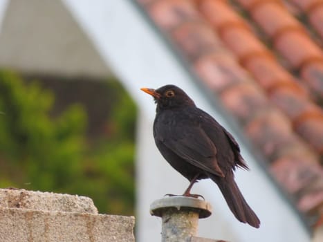 Beautiful animals different natural watchdogs attentive slopes