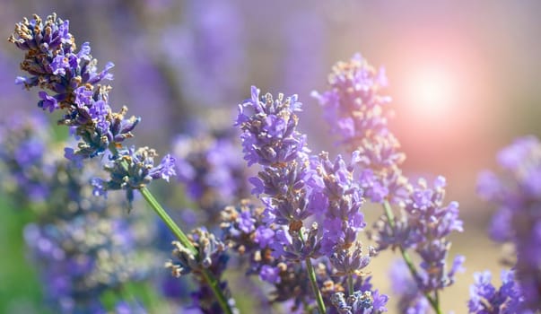 The Lavender bushes closeup on sunset. Sunset gleam over purple flowers of lavender.