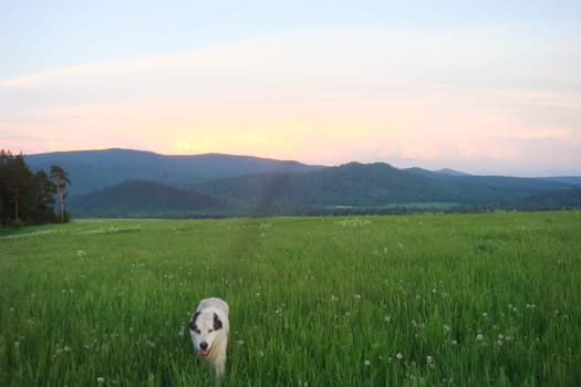 Small Bor tract, Hakkasia. Forests and meadows Khakassia