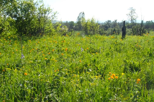 Small Bor tract, Hakkasia. Forests and meadows Khakassia