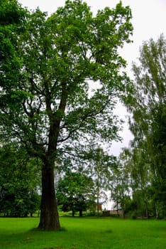 Beautiful well-groomed park, trimmed lawn. reserve HMELITA