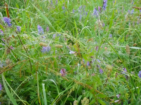 drops after the rain on the grass, meadow grass and flowers. drops