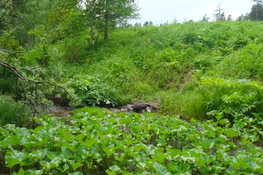 Small Bor tract, Hakkasia. Forests and meadows Khakassia