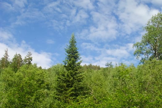 Small Bor tract, Hakkasia. Forests and meadows Khakassia