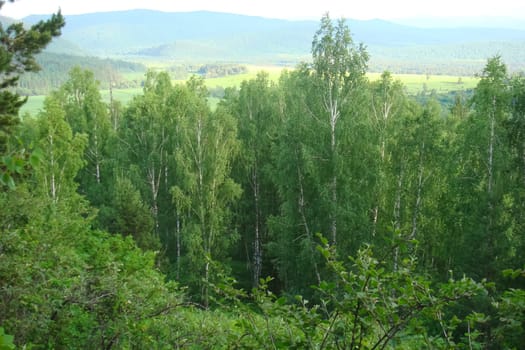 Small Bor tract, Hakkasia. Forests and meadows Khakassia