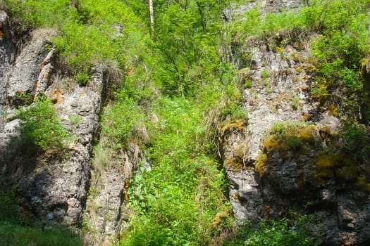 Small Bor tract, Hakkasia. Forests and meadows Khakassia