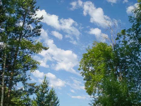 Small Bor tract, Hakkasia. Forests and meadows Khakassia