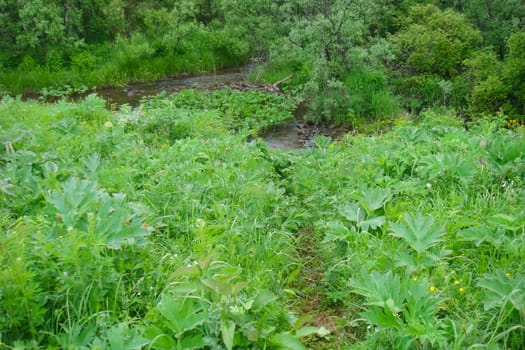 Small Bor tract, Hakkasia. Forests and meadows Khakassia
