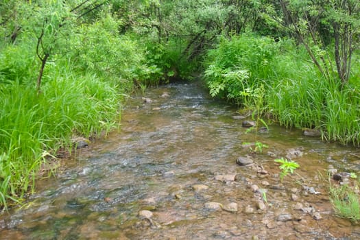 Small Bor tract, Hakkasia. Forests and meadows Khakassia