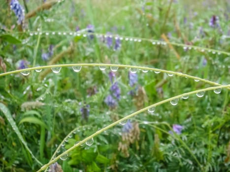 drops after the rain on the grass, meadow grass and flowers. drops