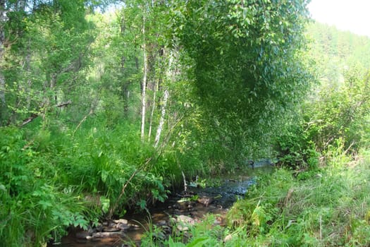 Small Bor tract, Hakkasia. Forests and meadows Khakassia