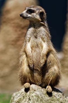 Meerkat