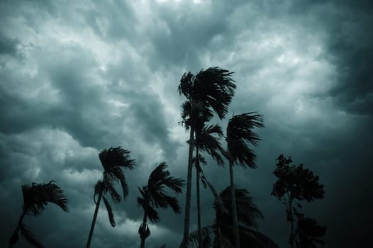 Thick dark black heavy storm clouds covered summer sunset sky horizon. Gale speed wind blowing over blurry coconut palm tree before Norwesters Kalbaishakhi Bordoisila thunderstorm torrential rain.
