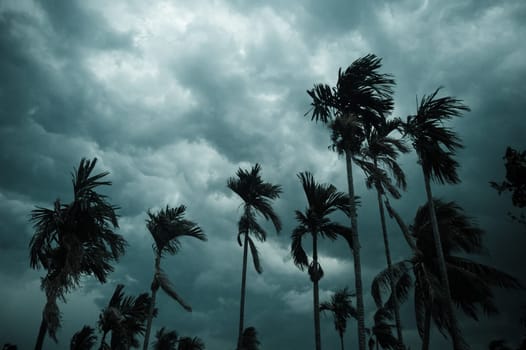 Thick dark black heavy storm clouds covered summer sunset sky horizon. Gale speed wind blowing over blurry coconut palm tree before Norwesters Kalbaishakhi Bordoisila thunderstorm torrential rain.