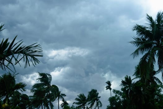 Thick dark black heavy storm clouds covered summer sunset sky horizon. Gale speed wind blowing over blurry coconut palm tree before Norwesters Kalbaishakhi Bordoisila thunderstorm torrential rain.