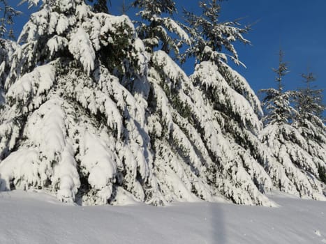 snow white cold winter beautiful ice cream trees landscape