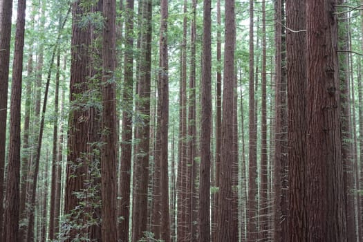 beautiful redwood forest giant trees huge fat tall wood