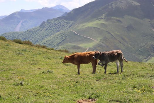 beautiful cows eating green grass feeding to give milk and meat