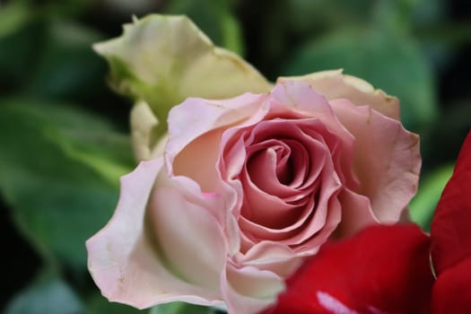 pink flower beautiful skewer-colored skewers natural leaves