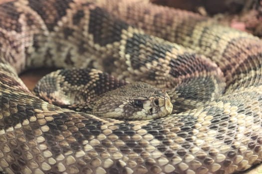 beautiful dangerous snake silent stealth reptile venom