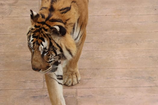 beautiful feline bengal tiger dangerous stripes big claws fangs