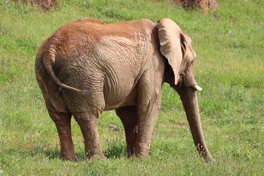 great beautiful wild animal elephants huge tusks