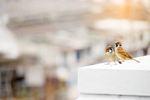 Couple of sparows. Little bird on a white wall.