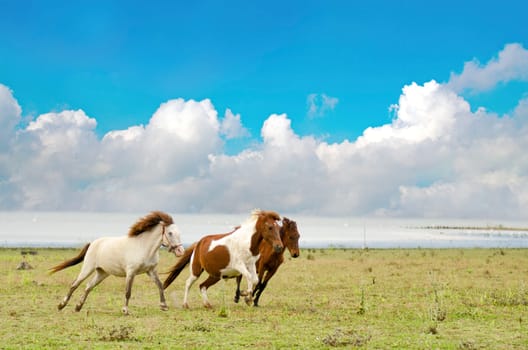 Horses running in a pasture with the blue sky