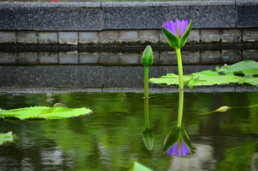 Violet lotus water lilly in a pond