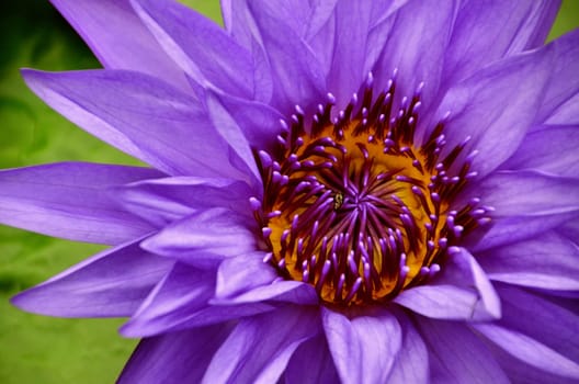 Violet lotus water lilly in a pond