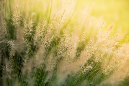 Grasses field on the sunrise.