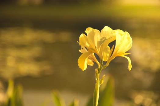 Yellow Canna in the sun light.